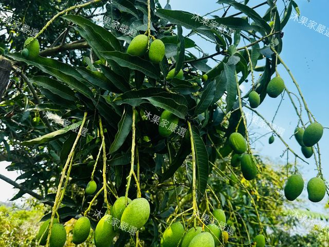 【台南楠西 未削皮土芒果青】清脆酸甜、自然果香，現採直送，保留最原始的土芒果風味