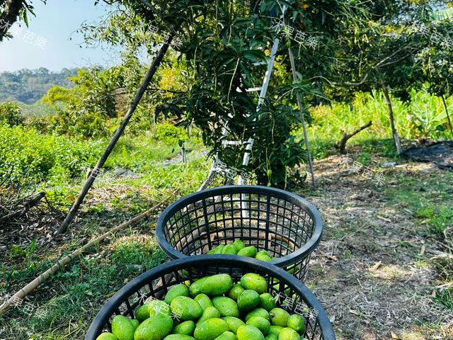 【台南楠西 未削皮土芒果青】清脆酸甜、自然果香，現採直送，保留最原始的土芒果風味