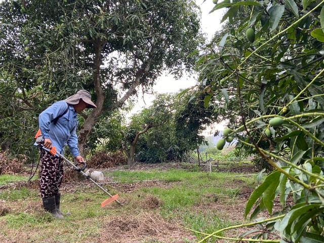 【台南楠西 未削皮土芒果青】清脆酸甜、自然果香，現採直送，保留最原始的土芒果風味
