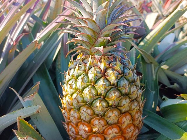 【超人氣的金鑽鳳梨一箱10kg裝】 來自高雄大樹 細心栽種的甜美鳳梨