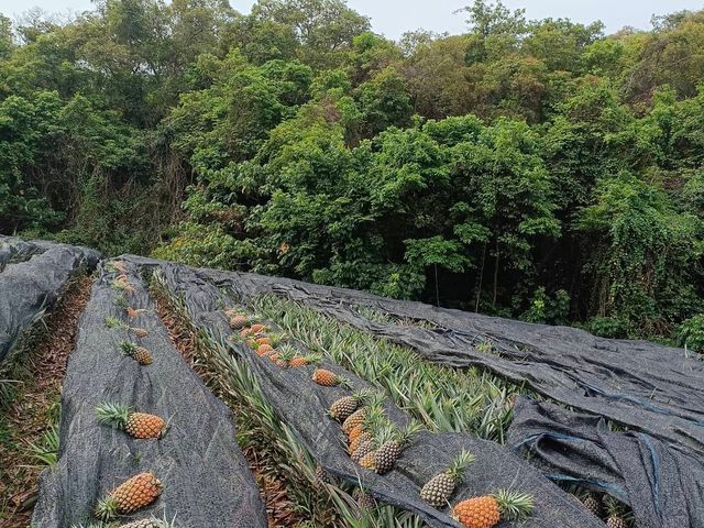 【超人氣的金鑽鳳梨一箱10kg裝】 來自高雄大樹 細心栽種的甜美鳳梨