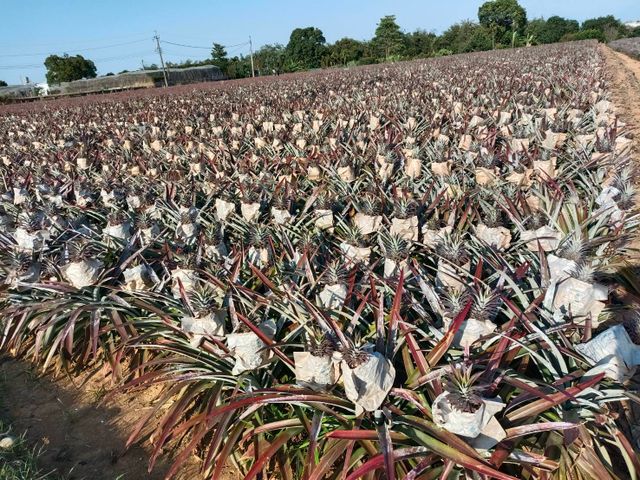 【超人氣的金鑽鳳梨一箱10kg裝】 來自高雄大樹 細心栽種的甜美鳳梨