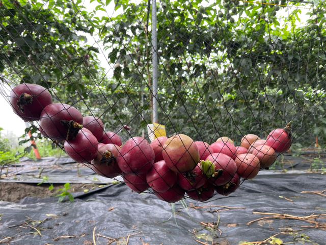 【採收中！屏東九如 台農一號百香果】酸甜濃郁、香氣十足，現採直送，保留最自然的水果風味