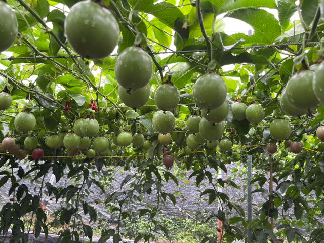 【採收中！屏東九如 台農一號百香果】酸甜濃郁、香氣十足，現採直送，保留最自然的水果風味