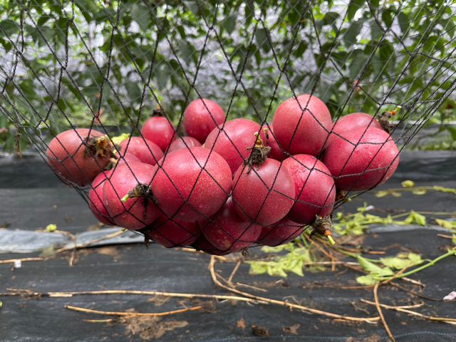 【採收中！屏東九如 台農一號百香果】酸甜濃郁、香氣十足，現採直送，保留最自然的水果風味