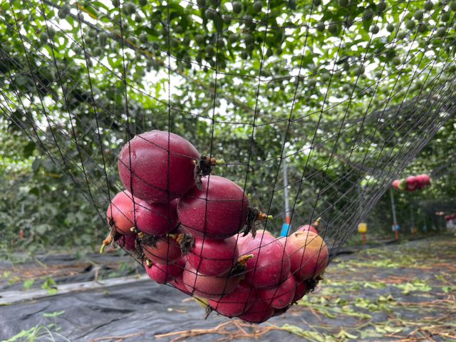 【採收中！屏東九如 台農一號百香果】酸甜濃郁、香氣十足，現採直送，保留最自然的水果風味