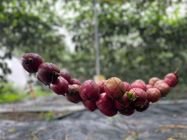 【採收中！屏東九如 台農一號百香果】酸甜濃郁、香氣十足，現採直送，保留最自然的水果風味