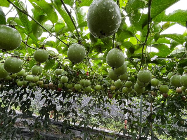 【採收中！屏東九如 台農一號百香果】酸甜濃郁、香氣十足，現採直送，保留最自然的水果風味