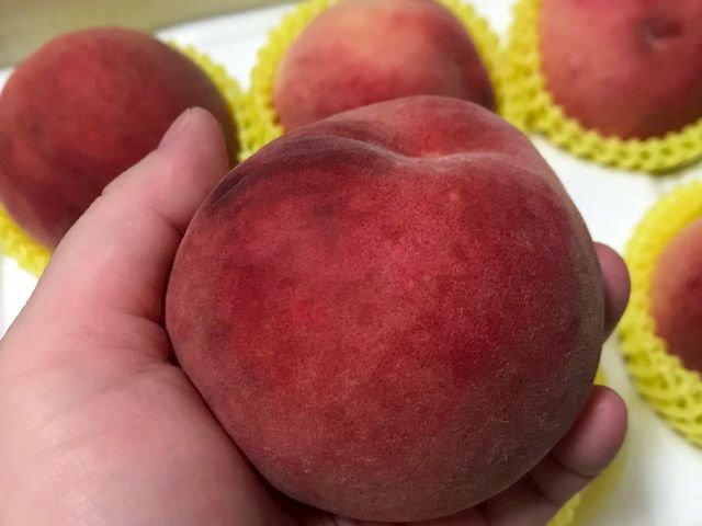 【採收中！東勢大雪山 紅玉桃禮盒】一咬爆汁水蜜桃 夏日頂級享受 錯過真的會後悔！