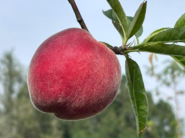 【採收中！東勢大雪山 紅玉桃禮盒】一咬爆汁水蜜桃 夏日頂級享受 錯過真的會後悔！