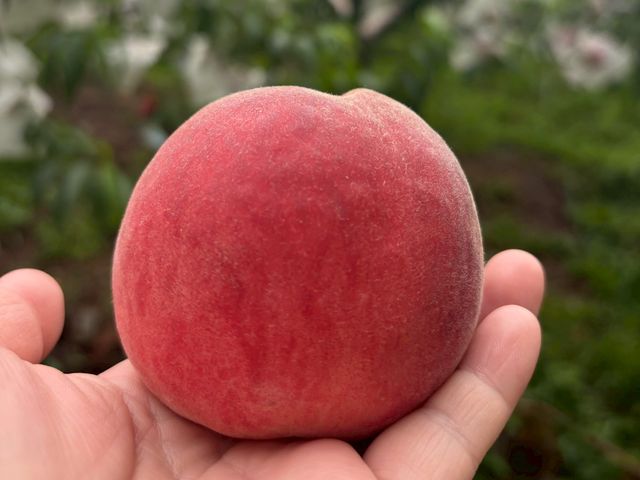 【採收中！東勢大雪山 紅玉桃禮盒】一咬爆汁水蜜桃 夏日頂級享受 錯過真的會後悔！