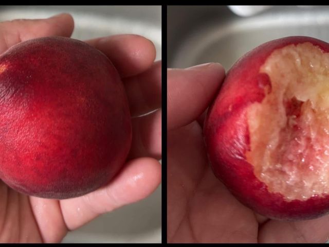 【採收中！東勢大雪山 紅玉桃禮盒】一咬爆汁水蜜桃 夏日頂級享受 錯過真的會後悔！