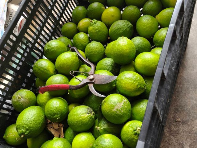 【百搭居家常備 台中豐原 四季有籽檸檬 (5斤裝)】果香濃厚酸度高，料理、泡水都適合，天天補充維他命C