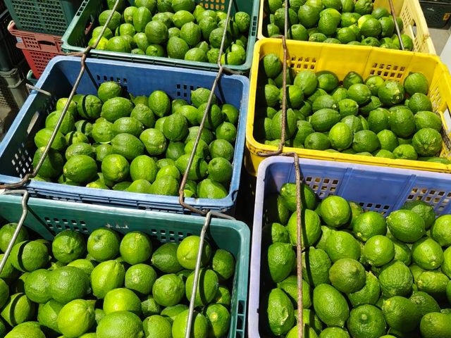 【百搭居家常備 台中豐原 四季有籽檸檬 (5斤裝)】果香濃厚酸度高，料理、泡水都適合，天天補充維他命C