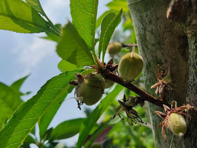【預購！拉拉山水蜜桃！紅寶石水蜜桃 5月當季新鮮直送】上巴陵高海拔 1400m 桃園復興鄉產地直銷