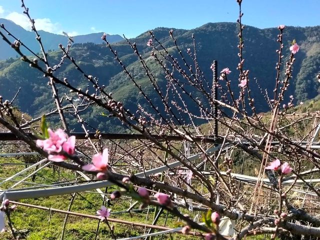 【預購！拉拉山水蜜桃！紅寶石水蜜桃 5月當季新鮮直送】上巴陵高海拔 1400m 桃園復興鄉產地直銷
