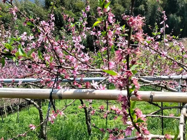 【預購！拉拉山水蜜桃！紅寶石水蜜桃 5月當季新鮮直送】上巴陵高海拔 1400m 桃園復興鄉產地直銷