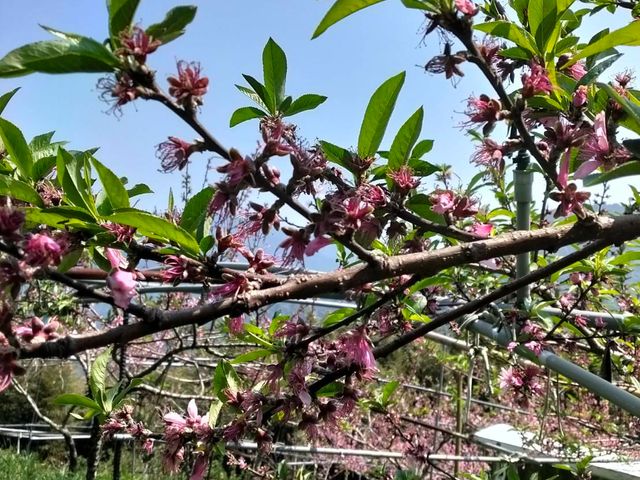 【預購！拉拉山水蜜桃！紅寶石水蜜桃 5月當季新鮮直送】上巴陵高海拔 1400m 桃園復興鄉產地直銷