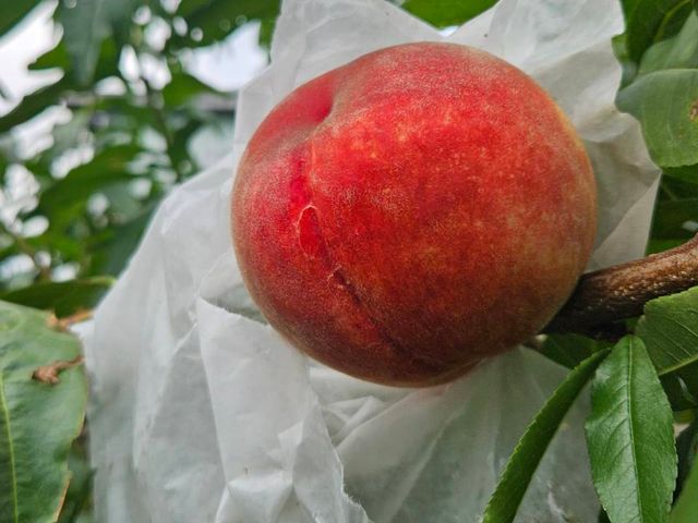 【預購！拉拉山水蜜桃！紅寶石水蜜桃 5月當季新鮮直送】上巴陵高海拔 1400m 桃園復興鄉產地直銷