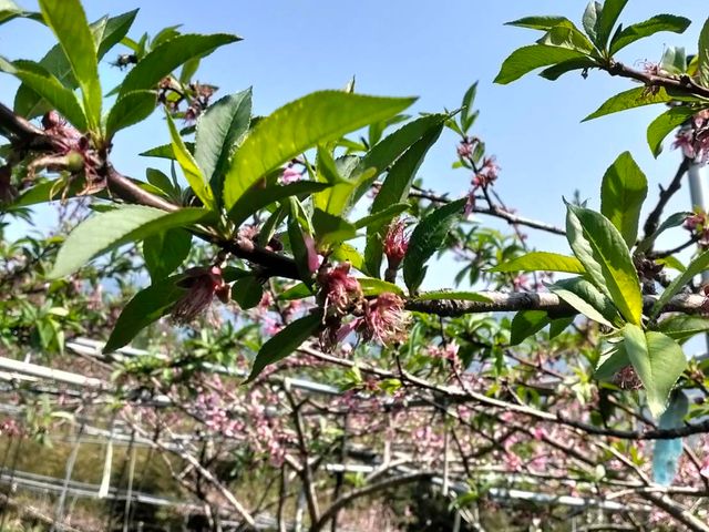 【預購！拉拉山水蜜桃！紅寶石水蜜桃 5月當季新鮮直送】上巴陵高海拔 1400m 桃園復興鄉產地直銷