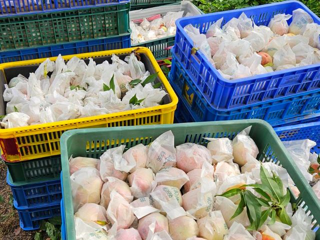 【預購！拉拉山水蜜桃！紅寶石水蜜桃 5月當季新鮮直送】上巴陵高海拔 1400m 桃園復興鄉產地直銷