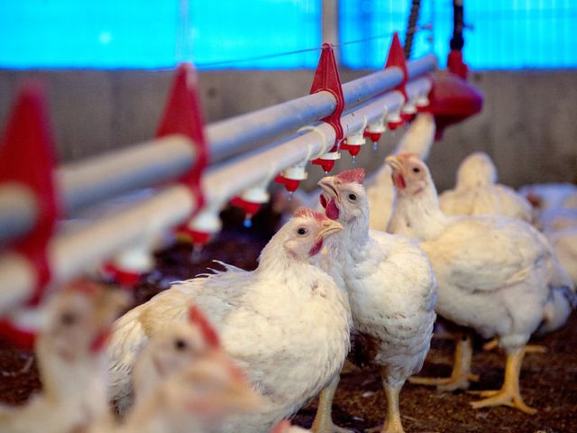 【母親節限定！十八養場 紅玉雞即食調理包感恩回饋贈】  任選4包，贈送雞胸肉1包