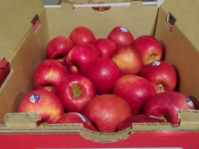 【原裝進口 紐西蘭富士蘋果9kg】30~35顆裝・清脆香甜・家庭首選・整箱更划算