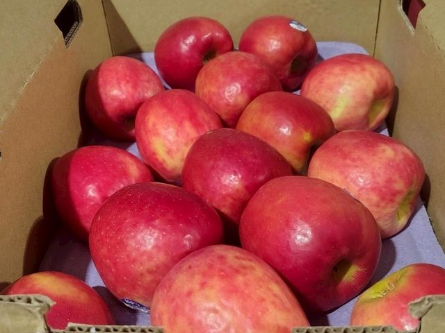 【原裝進口 紐西蘭富士蘋果9kg】30~35顆裝・清脆香甜・家庭首選・整箱更划算