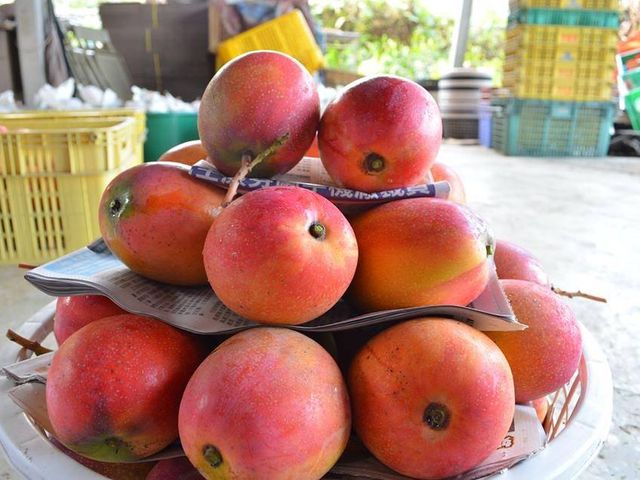 【在欉紅預購！屏東枋寮 愛文芒果】烈日下堅持自然熟成不催熟 讓人垂涎的鮮甜好滋味