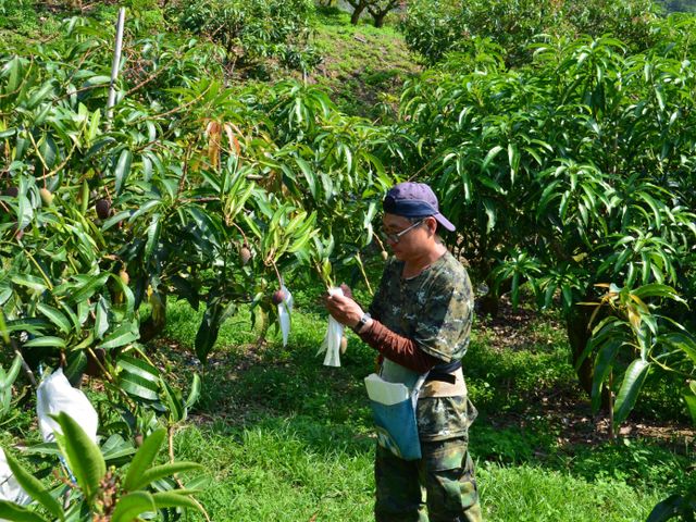 【在欉紅預購！屏東枋寮 愛文芒果】烈日下堅持自然熟成不催熟 讓人垂涎的鮮甜好滋味