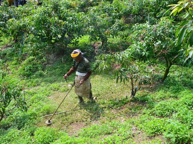 【在欉紅預購！屏東枋寮 愛文芒果】烈日下堅持自然熟成不催熟 讓人垂涎的鮮甜好滋味