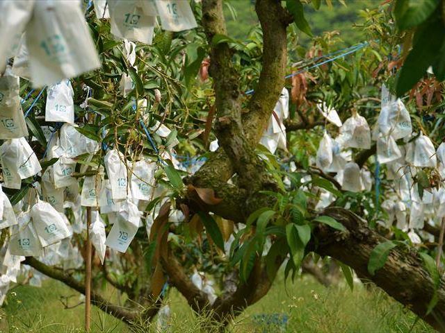 【在欉紅預購！屏東枋寮 愛文芒果】烈日下堅持自然熟成不催熟 讓人垂涎的鮮甜好滋味