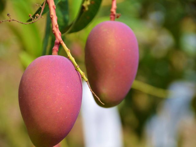 【在欉紅預購！屏東枋寮 愛文芒果】烈日下堅持自然熟成不催熟 讓人垂涎的鮮甜好滋味