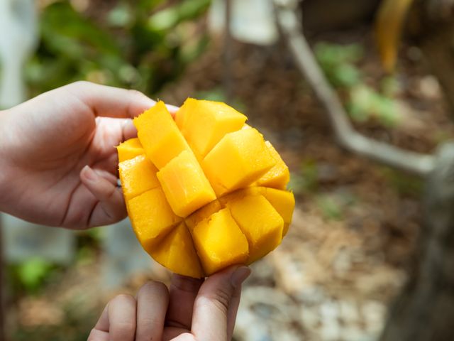 【在欉紅預購！屏東枋寮 愛文芒果】烈日下堅持自然熟成不催熟 讓人垂涎的鮮甜好滋味