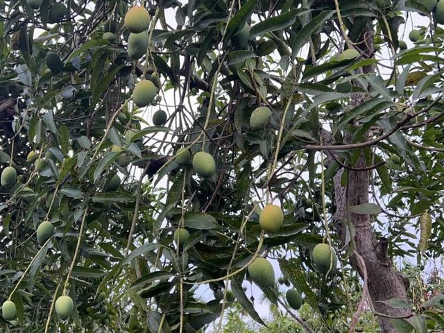 【預購！屏東瑪家 土芒果 5斤裝】品嚐最道地的古早芒果香