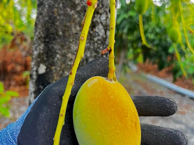 【預購！屏東瑪家 土芒果 5斤裝】品嚐最道地的古早芒果香