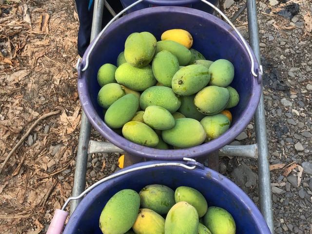 【預購！屏東瑪家 土芒果 5斤裝】品嚐最道地的古早芒果香