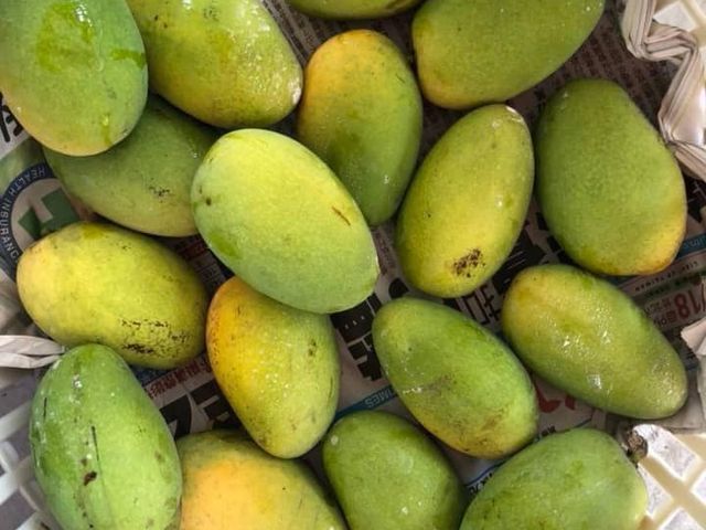 【預購！屏東瑪家 土芒果 5斤裝】品嚐最道地的古早芒果香