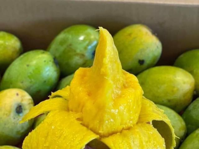 【預購！屏東瑪家 土芒果 5斤裝】品嚐最道地的古早芒果香