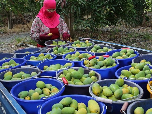 【預購！屏東瑪家 土芒果 5斤裝】品嚐最道地的古早芒果香