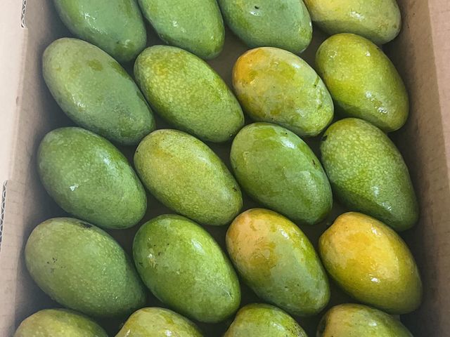 【預購！屏東瑪家 土芒果 5斤裝】品嚐最道地的古早芒果香