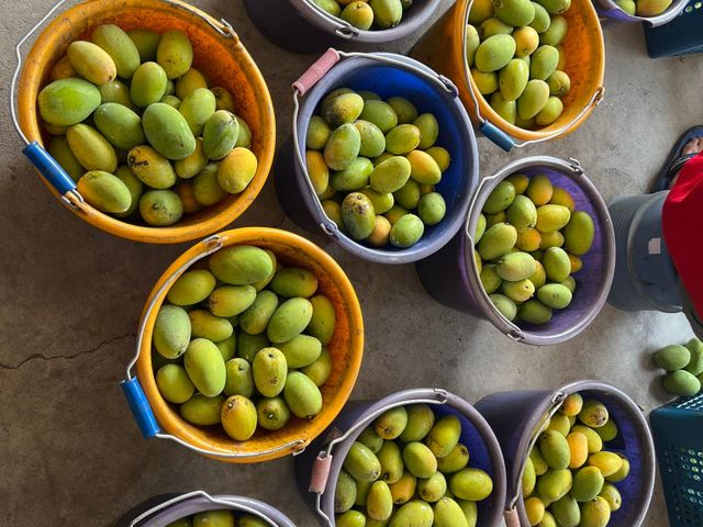 【預購！屏東瑪家 土芒果 5斤裝】品嚐最道地的古早芒果香