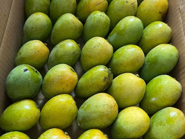 【預購！屏東瑪家 土芒果 5斤裝】品嚐最道地的古早芒果香