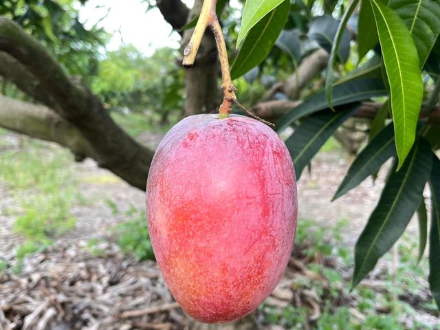 【搶先預購！屏東枋寮 外銷頂級愛文芒果禮盒】榮獲芒果王冠軍｜香甜爆汁・送禮首選