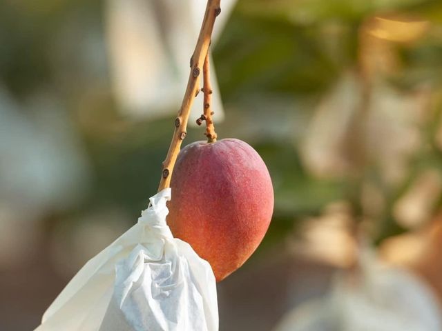 【搶先預購！屏東枋寮 外銷頂級愛文芒果禮盒】榮獲芒果王冠軍｜香甜爆汁・送禮首選