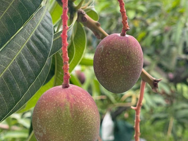 【搶先預購！屏東枋寮 外銷頂級愛文芒果禮盒】榮獲芒果王冠軍｜香甜爆汁・送禮首選