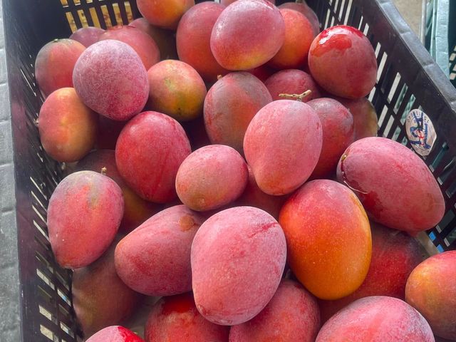 【搶先預購！屏東枋寮 外銷頂級愛文芒果禮盒】榮獲芒果王冠軍｜香甜爆汁・送禮首選