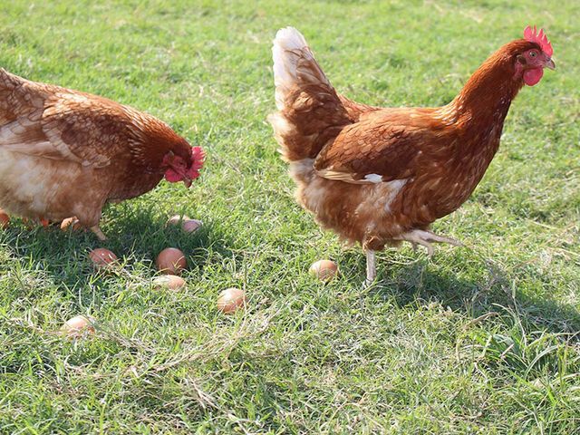 【亞麻籽放牧土雞蛋(10入/盒) 4盒裝 】一顆好蛋，從放牧與天然飼養開始