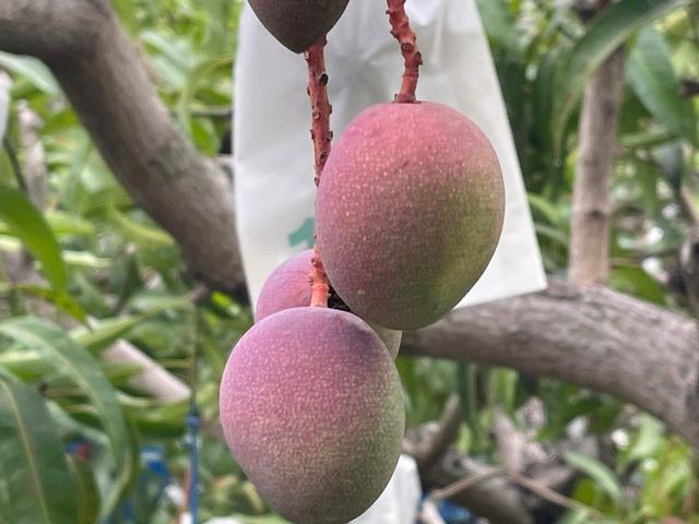 【搶先預購！屏東枋寮 自用特級愛文芒果箱裝】榮獲芒果王冠軍｜一入口爆汁的夏日王者