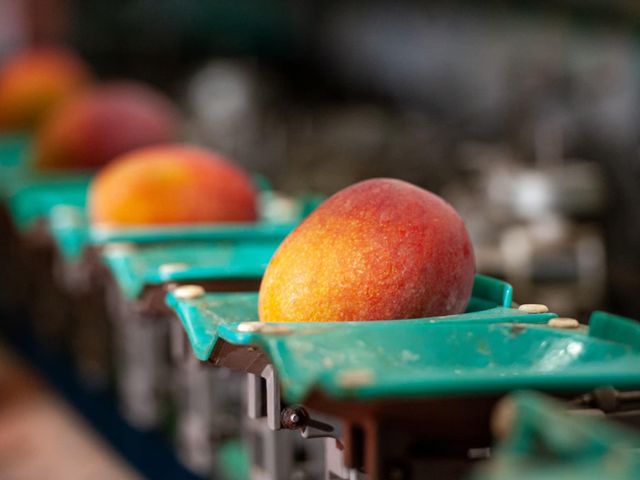 【搶先預購！屏東枋寮 自用特級愛文芒果箱裝】榮獲芒果王冠軍｜一入口爆汁的夏日王者